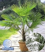 Winterharde Palmen Collectie 5 Winterharde Palmen Collectie - Afbeelding 3
