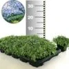 Isotoma 'Blue Foot®' 25 Stuks, Stevige Bodembedekker, Gazonvervanging -Tuinbenodigdheden Verkoop 2024 8937467805726