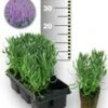 Blauwe Lavendel 50 Stuks 2 Blauwe Lavendel 50 Stuks -Tuinbenodigdheden Verkoop 2024 8960435879966
