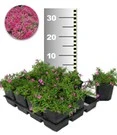 Tapijtphlox 'Rood' 25 Planten 3 Tapijtphlox 'Rood' 25 Planten