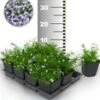 Tapijtphlox 'Blauw' 50 Stuks -Tuinbenodigdheden Verkoop 2024 8960443547678