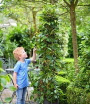 Moerbei 'BonBon Berry®' 6 Moerbei 'BonBon Berry®' - Afbeelding 4