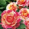 Schildersroos® 'Claude Monet®' 1 Schildersroos® 'Claude Monet®' -Tuinbenodigdheden Verkoop 2024 8969905274910