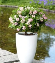 Rododendron 'Nugget By Bloombux®' 7 Rododendron 'Nugget By Bloombux®' - Afbeelding 5