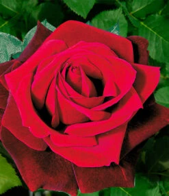 Collectie 'Parfumrozen' 10 Collectie 'Parfumrozen' -Tuinbenodigdheden Verkoop 2024 8973064634398