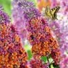 Buddleia 'Flower-Power®' 1 Buddleia 'Flower-Power®' -Tuinbenodigdheden Verkoop 2024 8973600587806