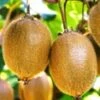 Zelfbestuivende, Grootbloemige Kiwi 'Solissimo® Renact®' 2 Zelfbestuivende, Grootbloemige Kiwi 'Solissimo® Renact®' -Tuinbenodigdheden Verkoop 2024 8973613498398