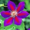 Clematis 'Etoile De Malicorne' -Tuinbenodigdheden Verkoop 2024 8973622247454