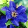 Blauwe Clematis 'The President' 2 Blauwe Clematis 'The President' -Tuinbenodigdheden Verkoop 2024 8973623033886
