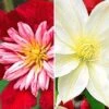 Clematis Collectie 'rood En Wit' Voor Een Voordeelprijs 2 Clematis Collectie 'rood En Wit' Voor Een Voordeelprijs -Tuinbenodigdheden Verkoop 2024 8973633683486