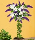 Buddleia Stammetje Met Clematis