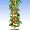 Zuilappel 'Braeburn' 2 Zuilappel 'Braeburn' -Tuinbenodigdheden Verkoop 2024 8973727825950