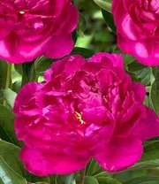 Pioenrozen Rariteiten Mix 5 Pioenrozen Rariteiten Mix - Afbeelding 3