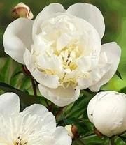 Pioenrozen Rariteiten Mix 6 Pioenrozen Rariteiten Mix - Afbeelding 4