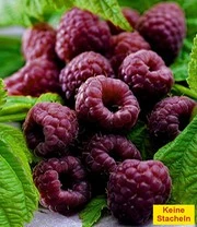 Frambozen Collectie 5 Frambozen Collectie - Afbeelding 3