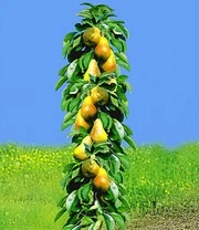 Zuilfruit Collectie Peer & Pruim 5 Zuilfruit Collectie Peer & Pruim - Afbeelding 3