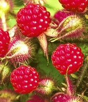 Japanse Zuilframboos 4 Japanse Zuilframboos - Afbeelding 2