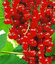 Tuinbenodigdheden Verkoop 2024 -Tuinbenodigdheden Verkoop 2024 8974002454558