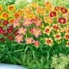 Daglelie Mix 'Zomerdroom' -Tuinbenodigdheden Verkoop 2024 8976028631070