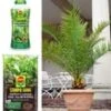 COMPO® SANA® Meststof Voor Palmen & Palmpotgrond & Canarische Dadelpalm Ca. 50 Cm Hoog 1 COMPO® SANA® Meststof Voor Palmen & Palmpotgrond & Canarische Dadelpalm Ca. 50 Cm Hoog -Tuinbenodigdheden Verkoop 2024 8976351526942