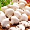 Witte Champignons (kweekset)