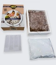 Witte Champignons (kweekset) 5 Witte Champignons (kweekset) - Afbeelding 3