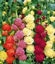 Vaste Planten 'Boerentuin' 5 Vaste Planten 'Boerentuin' - Afbeelding 3