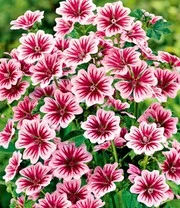 Vaste Planten 'Boerentuin' 10 Vaste Planten 'Boerentuin' - Afbeelding 8