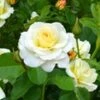 Liefdesroos 'Centenaire De Lourdes® Blanc' 2 Liefdesroos 'Centenaire De Lourdes® Blanc' -Tuinbenodigdheden Verkoop 2024 8979279052830