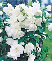 5 Meter Bloeiende Heg Collectie 6 5 Meter Bloeiende Heg Collectie - Afbeelding 4