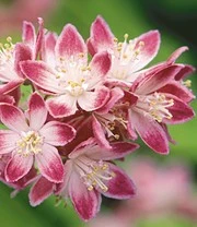 5 Meter Bloeiende Heg Collectie 9 5 Meter Bloeiende Heg Collectie - Afbeelding 7