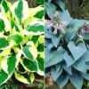Reuze Hosta Collectie Voor Een Voordeelprijs 1 Reuze Hosta Collectie Voor Een Voordeelprijs -Tuinbenodigdheden Verkoop 2024 8987155988510