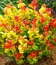 Druifheide 'Curly Gold®'