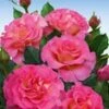 Parfumroos 'Pink Paradise®' 1 Parfumroos 'Pink Paradise®' -Tuinbenodigdheden Verkoop 2024 8988744679454