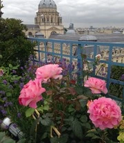 Parfumroos 'Pink Paradise®' 5 Parfumroos 'Pink Paradise®' - Afbeelding 4