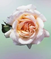 Parfumroos 'Vichy®' 5 Parfumroos 'Vichy®' - Afbeelding 3