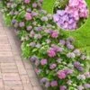 Hortensia Haag 'Forever & Ever®' Hortbux® 2 Hortensia Haag 'Forever & Ever®' Hortbux® -Tuinbenodigdheden Verkoop 2024 8990332223518