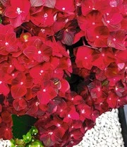 Tuinhortensia 'Ruby Tuesday®' 5 Tuinhortensia 'Ruby Tuesday®' - Afbeelding 3