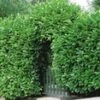 Laurierkers 50 Planten 1 Laurierkers 50 Planten -Tuinbenodigdheden Verkoop 2024 9000724070430