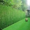 Leyland Cipres Haag 20 Planten