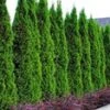 Thuja Smaragd 20 Planten 2 Thuja Smaragd 20 Planten -Tuinbenodigdheden Verkoop 2024 9000739110942