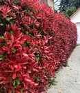 Glansmispel 'Red Robin' 50 Planten