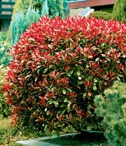 Glansmispel 'Red Robin' 50 Planten 5 Glansmispel 'Red Robin' 50 Planten - Afbeelding 3