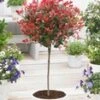 Groenblijvende Photinia Stammetje 'Little Red Robin®' 2 Groenblijvende Photinia Stammetje 'Little Red Robin®' -Tuinbenodigdheden Verkoop 2024 9004238209054