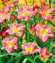 Daglelie Mix 'Zomerdroom' 6 Daglelie Mix 'Zomerdroom' - Afbeelding 4