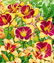 Daglelie Mix 'Zomerdroom' 8 Daglelie Mix 'Zomerdroom' - Afbeelding 6