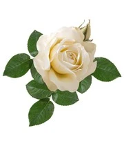 Parfumroos 'Grand Nord®' 5 Parfumroos 'Grand Nord®' - Afbeelding 3