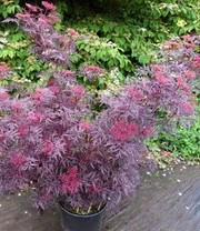 Terras Vlier Cherry Lace 5 Terras Vlier Cherry Lace - Afbeelding 3