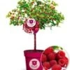 Frambozenboom Raspbeary® Framboos Met Stam En Kroon 1 Frambozenboom Raspbeary® Framboos Met Stam En Kroon -Tuinbenodigdheden Verkoop 2024 9012462288926