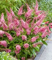 Buddleia Collectie 'Butterfly Candy®' 7 Buddleia Collectie 'Butterfly Candy®' - Afbeelding 5